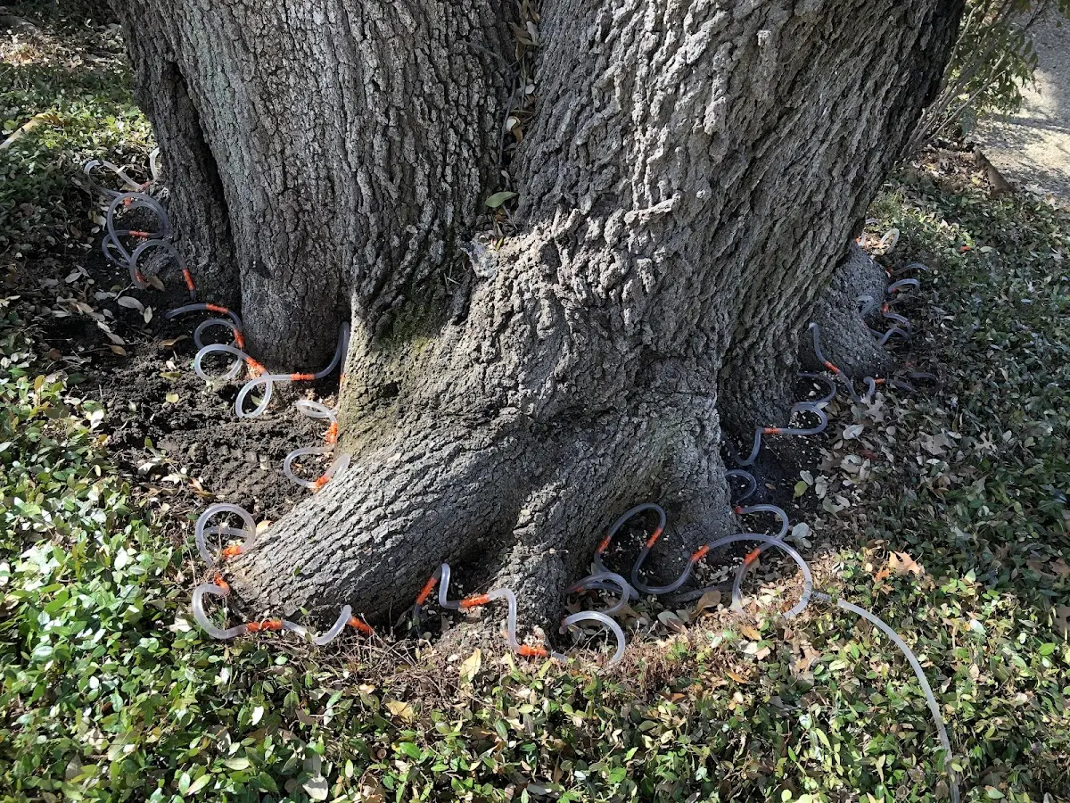 Detailed Tree Cabling and Bracing job site in Dassel